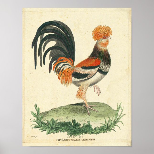 Vintage French Rooster Impressão (Frente)