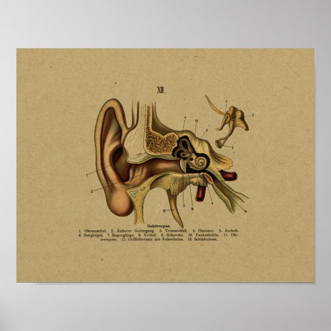 Vintage German Anatomy Ear Impressão (Frente)