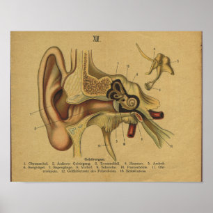 Vintage German Anatomy Impressão Ear