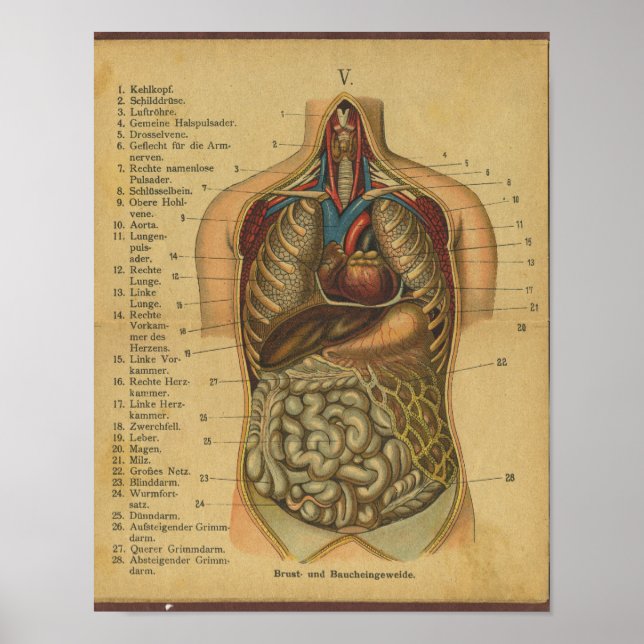 Vintage German Anatomy Impressão Internal Organs (Frente)