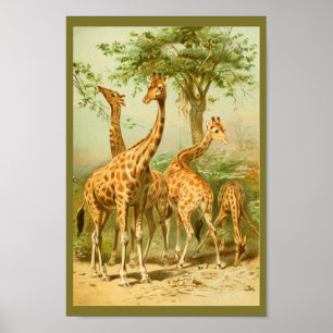 Vintage Girafas Comendo Folhas Impressão de Arte A