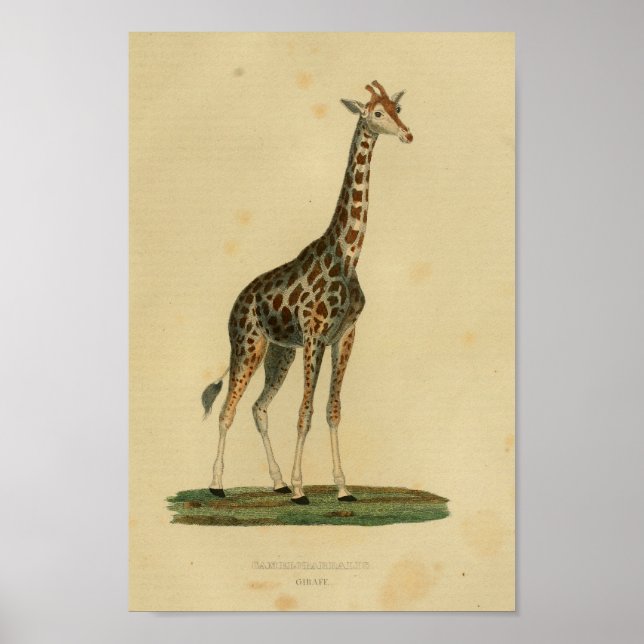 Vintage Giraffe Animal Art Impressão (Frente)