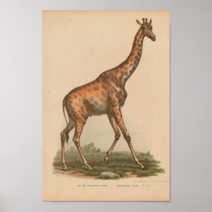 Vintage Giraffe Animal Art Impressão