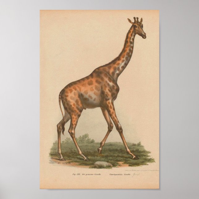 Vintage Giraffe Animal Art Impressão (Frente)