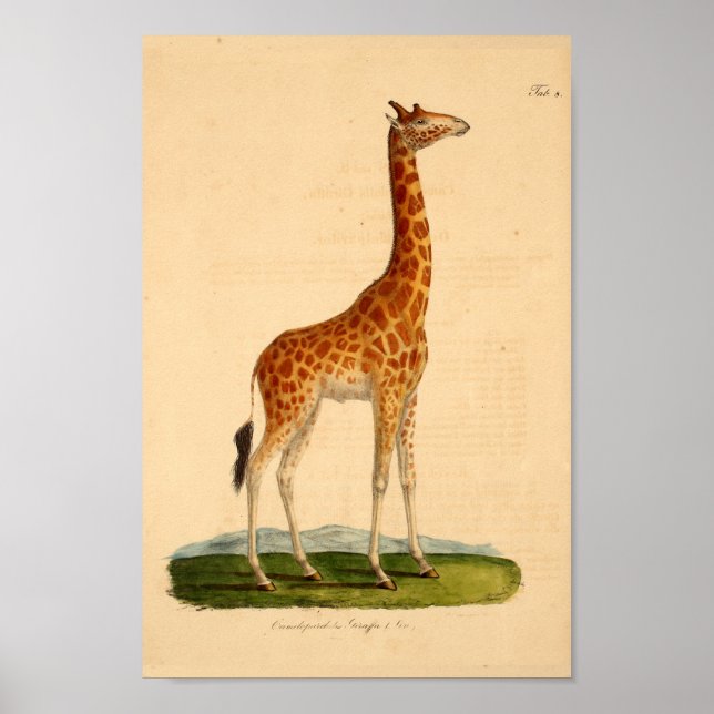 Vintage Giraffe Animal Art Impressão (Frente)
