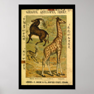 Vintage Giraffe Gazelle Impressão
