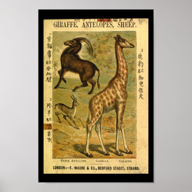 Vintage Giraffe Gazelle Impressão (Frente)