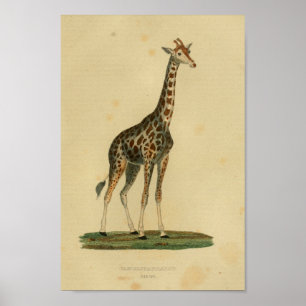 Vintage Giraffe Impressão de Arte Animal Históri