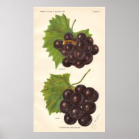 Vintage Graphics Poster