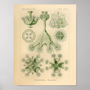 Vintage Green Color Ernst Haeckel Impressão