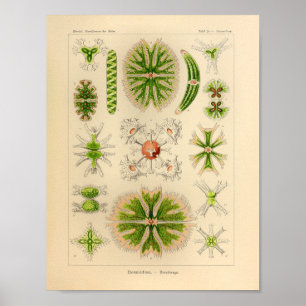 Vintage Green Color Ernst Haeckel Impressão Sea Li
