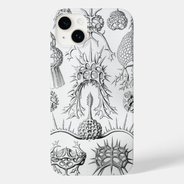 Vintage Haeckel (Verso)