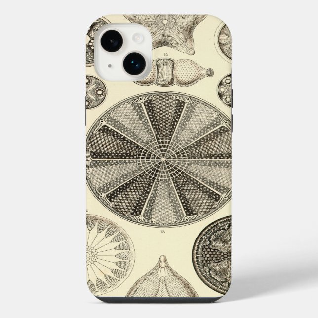 Vintage Haeckel (Verso)
