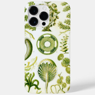 Vintage Haeckel