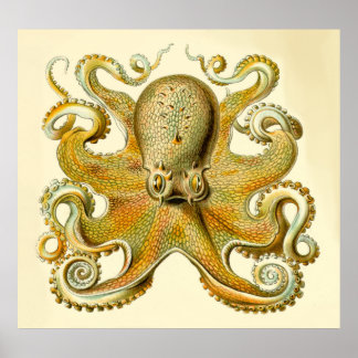 Vintage Haeckel Oversize Octopus Impressão
