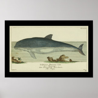Vintage Harbor Porpoise Impressão