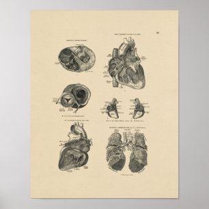 Vintage Heart Lung Anatomy 1880 Impressão