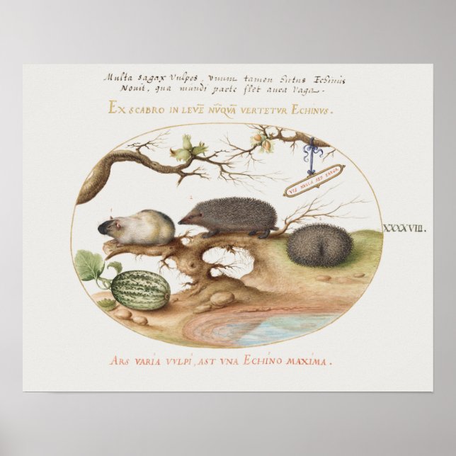 Vintage Hedgehog Poster (Frente)