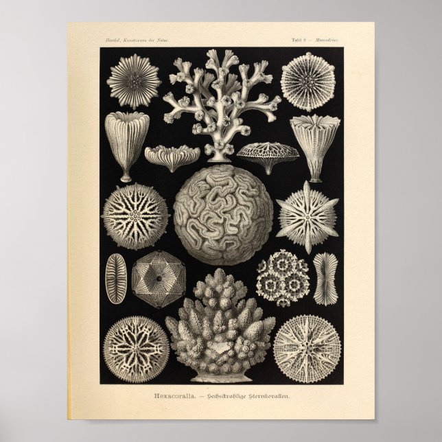 Vintage Hexacoralla Color Ernst Haeckel Impressão (Frente)