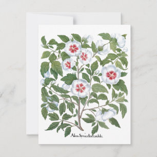 Vintage Hibiscus Flowers de Basilius Besler