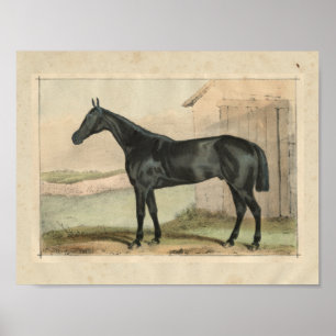 Vintage Horse Impressão 1873 Glengarry