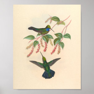 Vintage Hummingbird Art Bird Impressão Flores