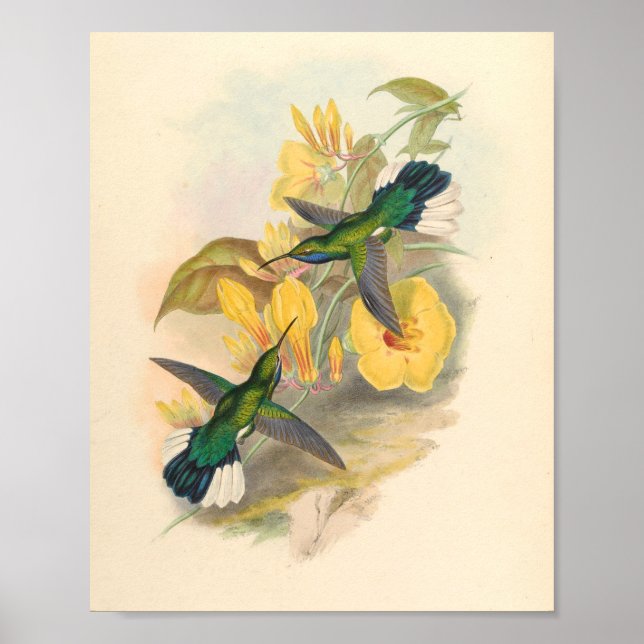 Vintage Hummingbird Art Bird Impressão Flores (Frente)