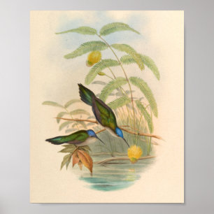 Vintage Hummingbird Art Bird Impressão Flores