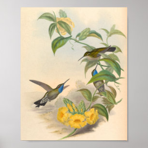 Vintage Hummingbird Art Bird Impressão Flores