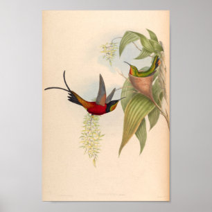 Vintage Hummingbird Art Bird Impressão Flores