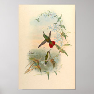 Vintage Hummingbird Art Bird Impressão Flores