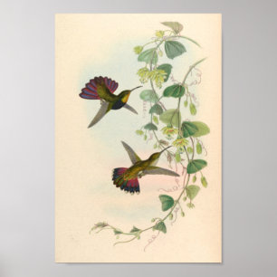 Vintage Hummingbird Art Bird Impressão Flores