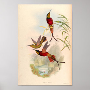 Vintage Hummingbird Art Bird Impressão Flores