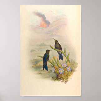 Vintage Hummingbird Art Bird Impressão Flores