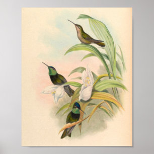 Vintage Hummingbird Art Bird Impressão Flores