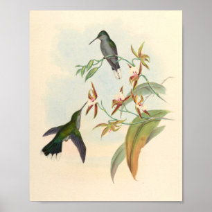 Vintage Hummingbird Art Bird Impressão Flores