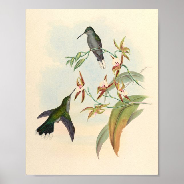 Vintage Hummingbird Art Bird Impressão Flores (Frente)