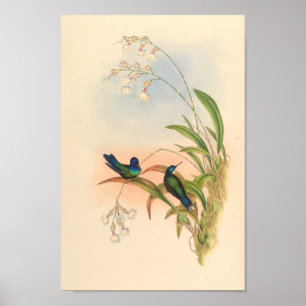 Vintage Hummingbird Art Bird Impressão Flores