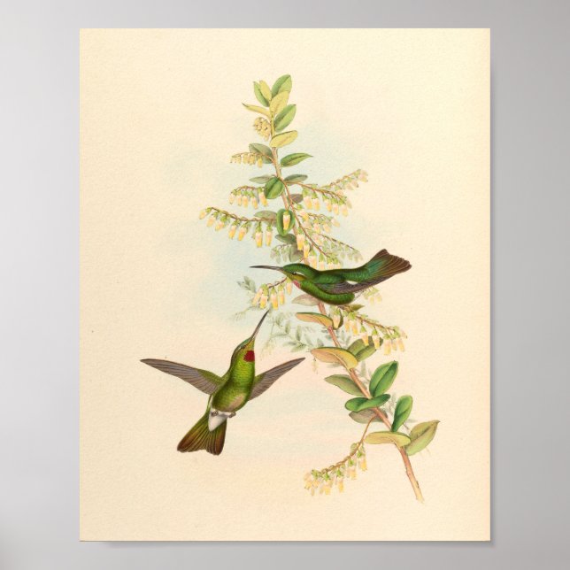 Vintage Hummingbird Art Bird Impressão Flores (Frente)