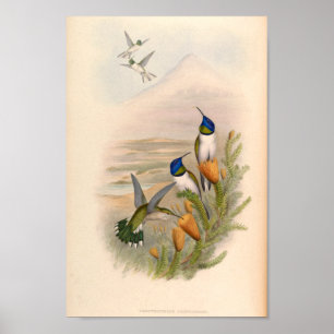 Vintage Hummingbird Art Bird Impressão Flores