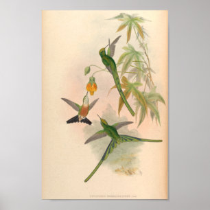 Vintage Hummingbird Art Bird Impressão Flores