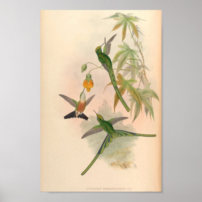 Vintage Hummingbird Art Bird Impressão Flores (Frente)