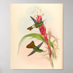 Vintage Hummingbird Art Bird Impressão Flores