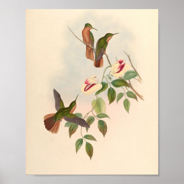 Vintage Hummingbird Art Bird Impressão Flores (Frente)