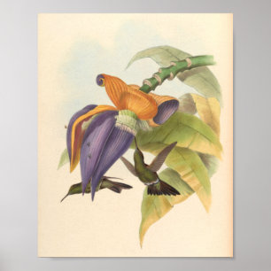 Vintage Hummingbird Art Bird Impressão Flores