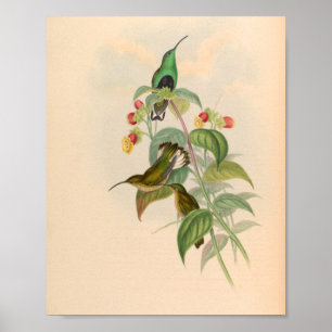Vintage Hummingbird Art Bird Impressão Flores