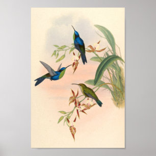Vintage Hummingbird Art Bird Impressão Flores