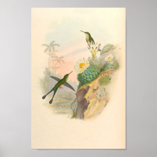 Vintage Hummingbird Art Bird Impressão Flores Cac