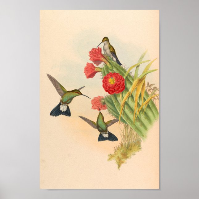 Vintage Hummingbird Art Bird Impressão Flores Cact (Frente)