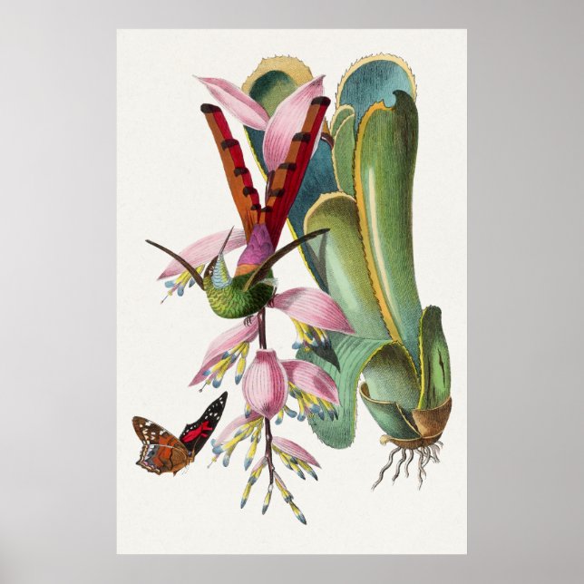 Vintage Hummingbird Illustration Poster (Frente)